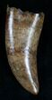 Large Nanotyrannus Tooth - #7530-4